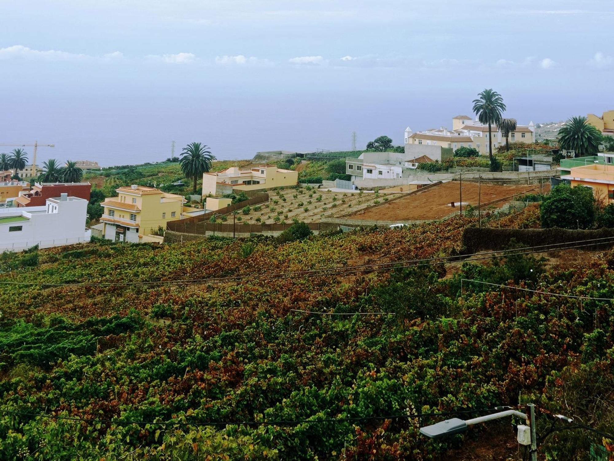 Villa Live La Victoria Carril - Casa Acogedora Y Familiar Con Terraza Completa La Victoria de Acentejo Exterior foto